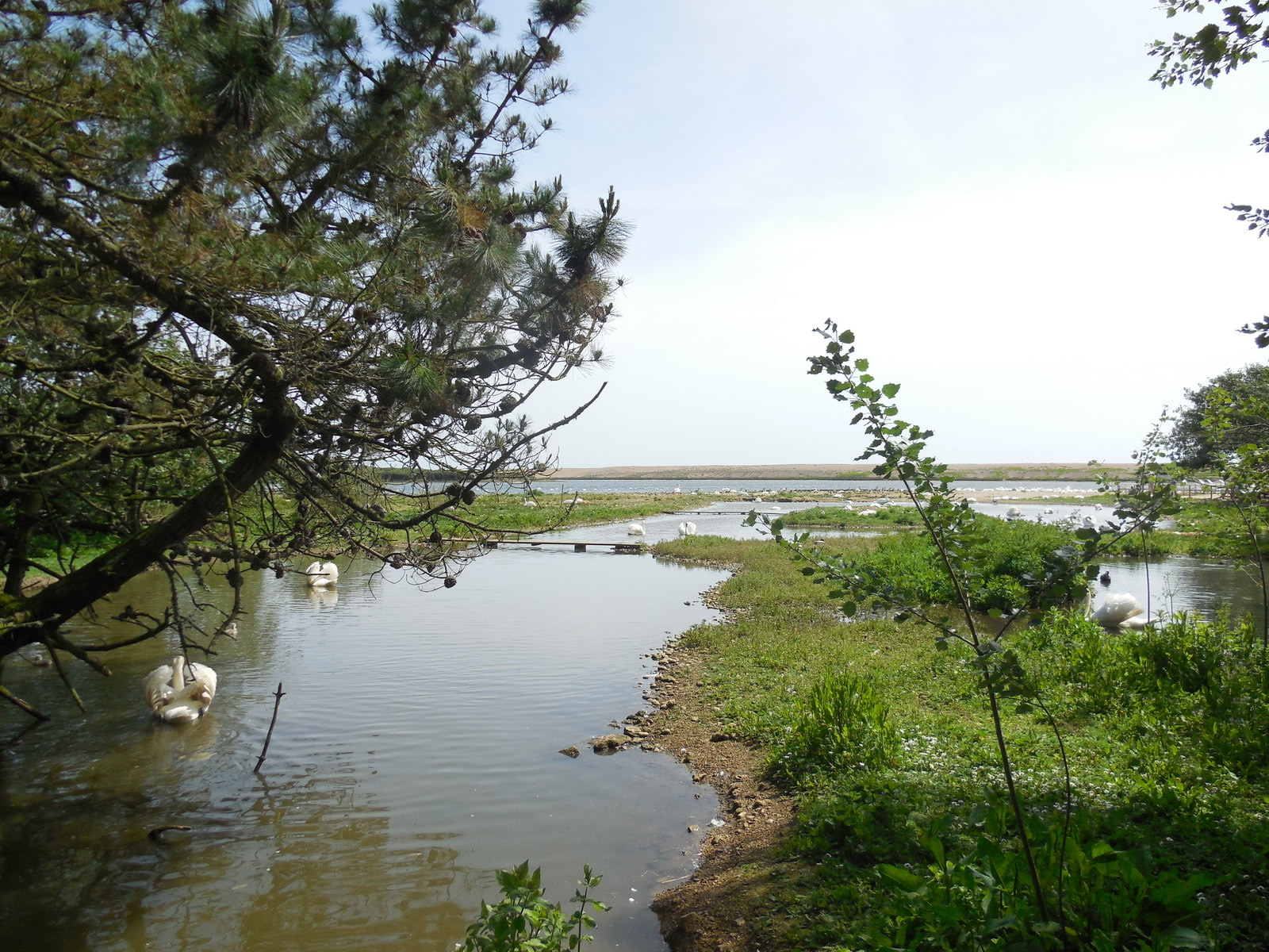 Mute swans among the reeds of the Fleet at Abbotsbury Swannery